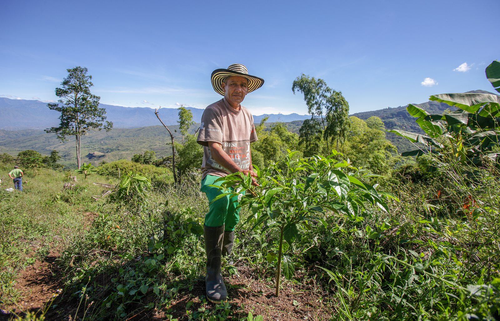 Gobierno asigna $95 mil millones para seguros agropecuarios
