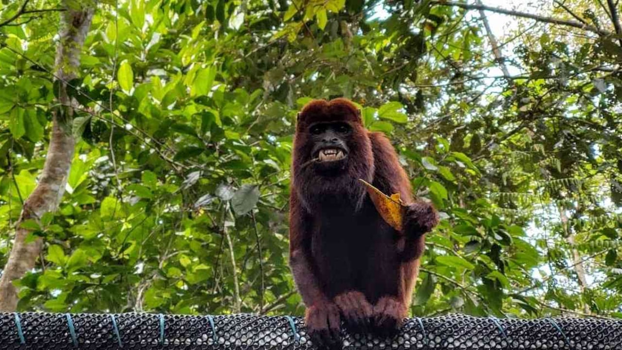 Los monos aulladores son importantes dispersadores de semillas en los lugares en los que habitan. Foto: Corantioquia