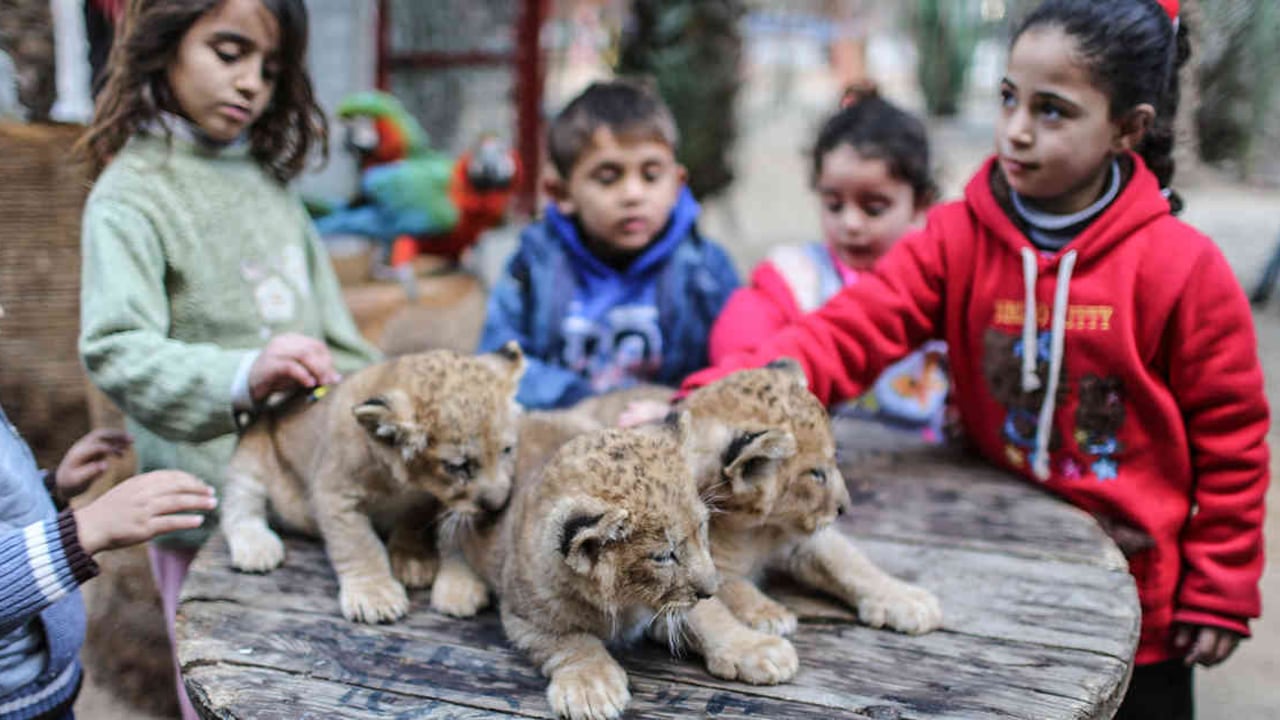 Los niños palestinos que visitan el zoológico de Jan Yunis, una ciudad situada en el suroeste de la Franja de Gaza, juegan y se toman fotos junto a tres leones recién nacidos.