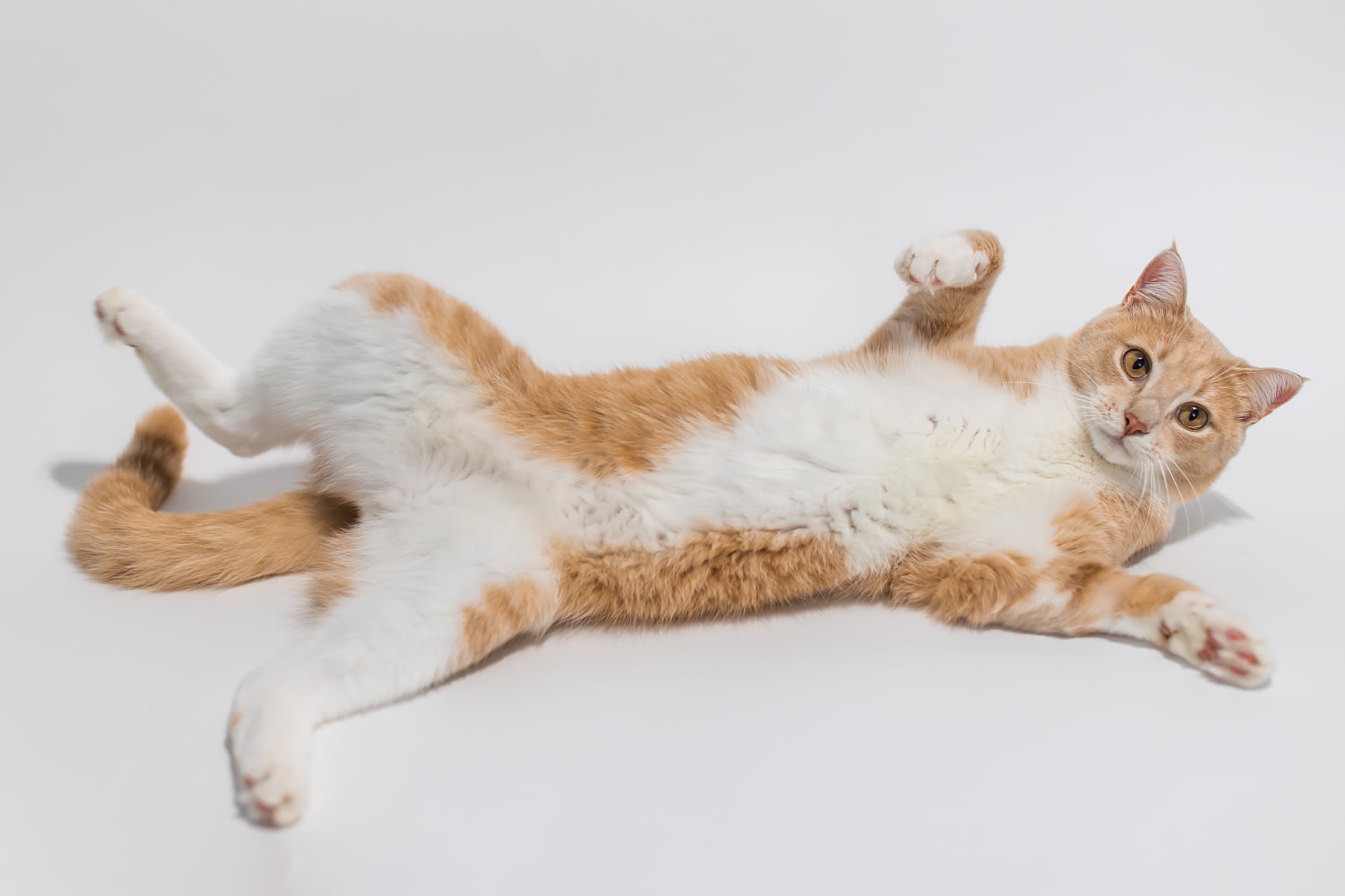 Gato mostrando la barriga