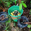 El depósito de minas antipersonales estaba escondido en un área boscosa.