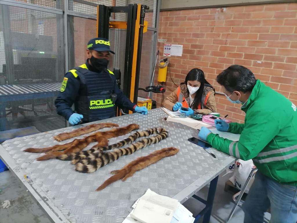 Pieles de mapaches y hurones