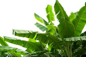 Las hojas de plátano cuentan con compuestos antioxidantes, como la alantoína y lignina.