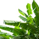 Las hojas de plátano cuentan con compuestos antioxidantes, como la alantoína y lignina.