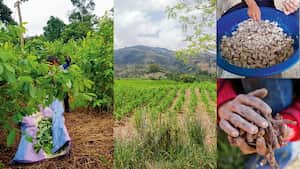 Cultivo de Coca. Vereda El Jagual.
Corinto-Cauca. Abril 18 de 2024.
Foto: Juan Carlos Sierra-Revista Semana.