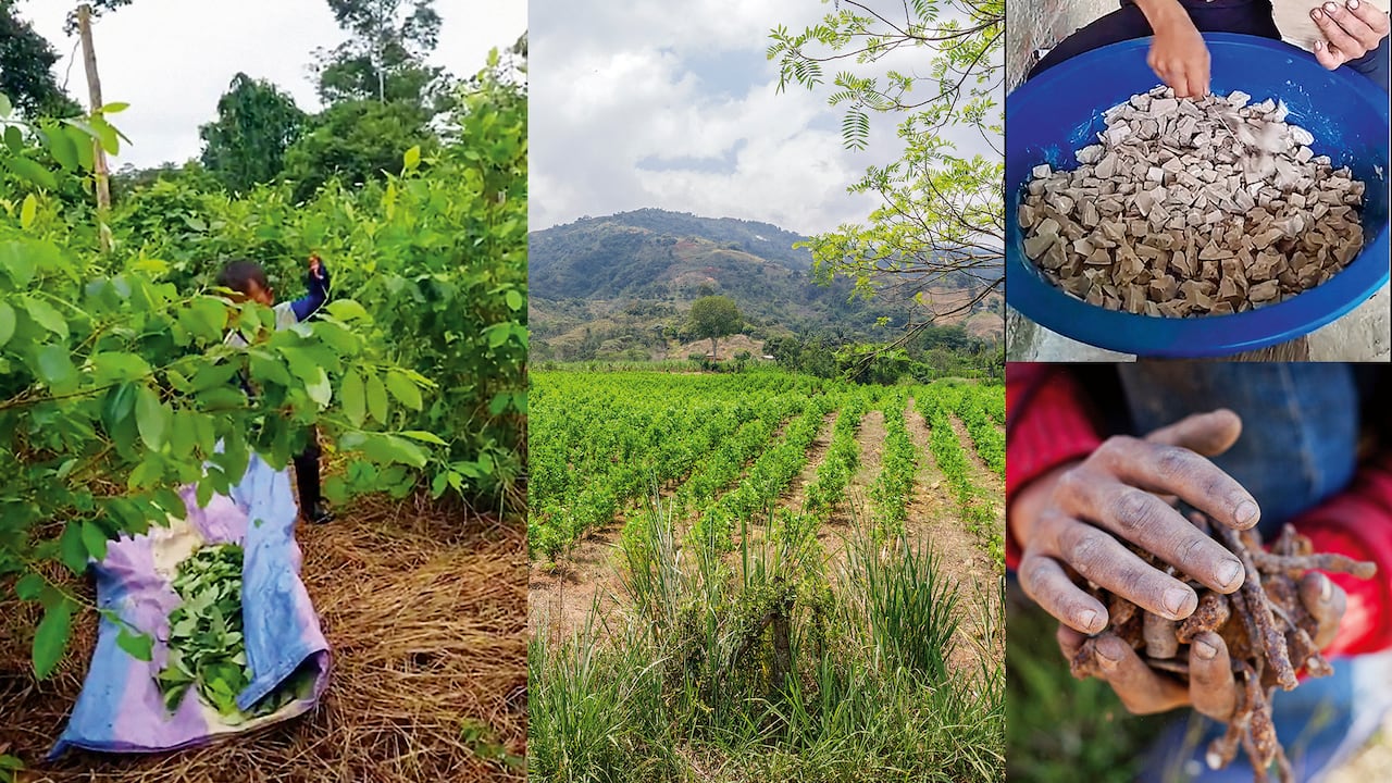 NAC NIÑOS RASPACHINES