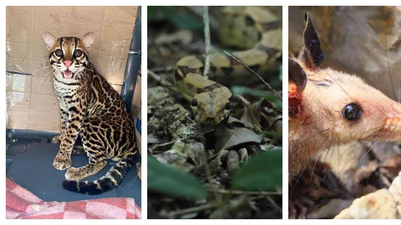 Los animales fueron liberados en el municipio de Guataquí, en Cundinamarca. Foto: SDA