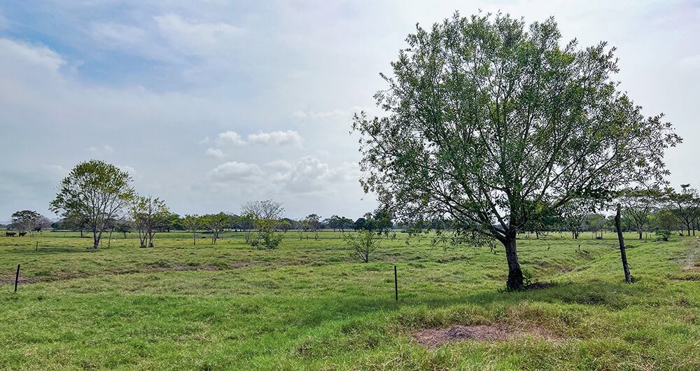   La tierra es plana, de las más fértiles de Colombia, rica en agua y donde el pasto se resiste a ocultar su color verde, pese a la inclemencia del verano por esta época.