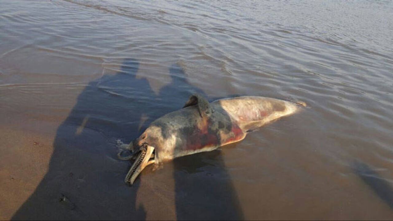 Las autoridades encontraron el cuerpo del delfín sin vida en la desembocadura del río Cravo Sur.
