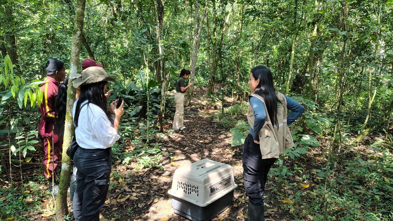 Liberación de fauna silvestre en Cali por parte del Dagma