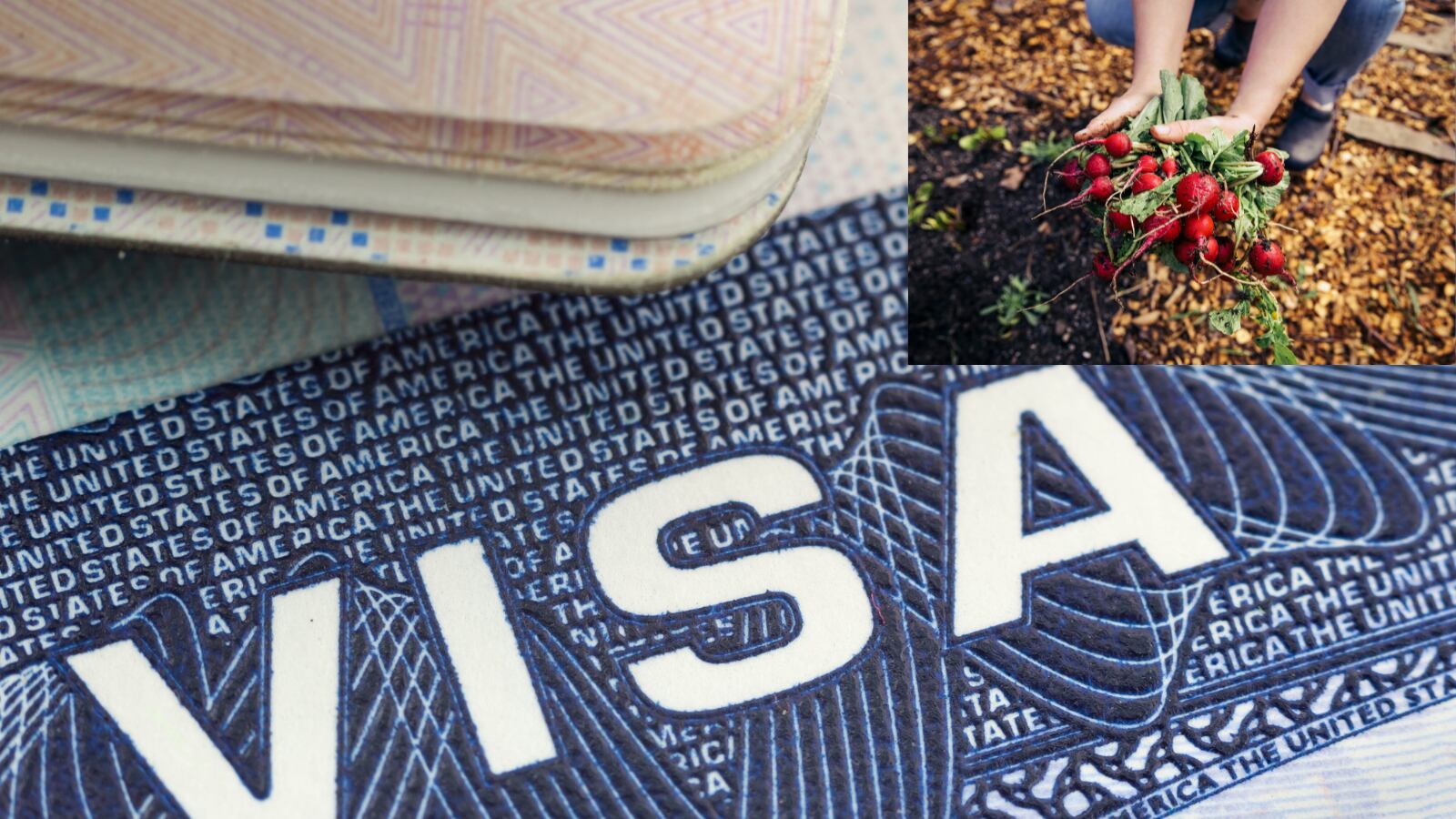 Trabajadores agrícolas temporales realizan labores de cosecha en una finca de Estados Unidos bajo el programa de visa H-2A, vigente para la temporada 2026.