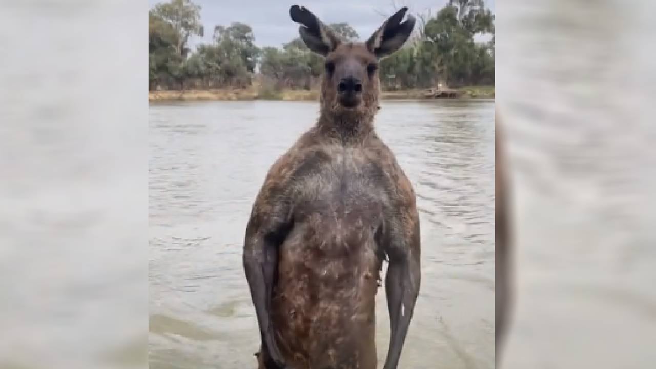 El hombre advirtió al canguro con golpearlo si no soltaba a su perro.