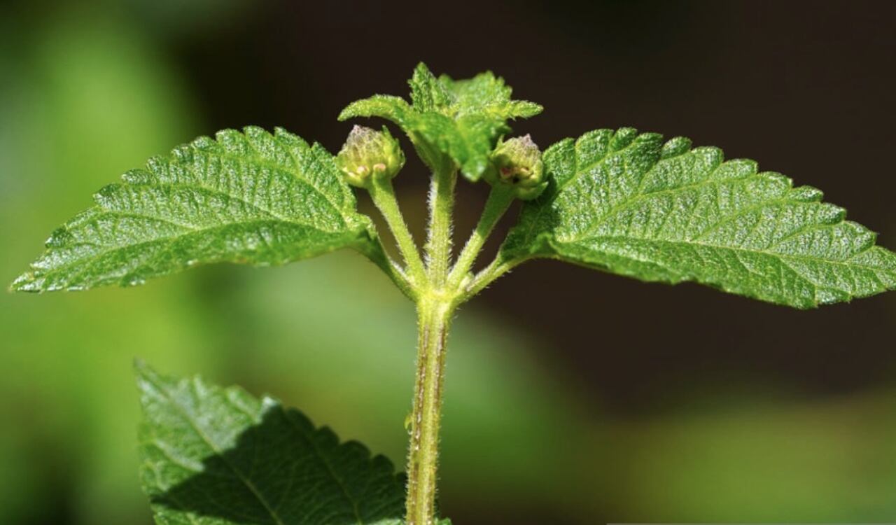La ortiga es esencial para tratar la artritis.