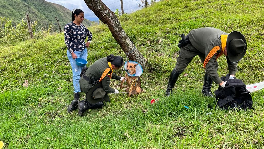 Muchos perros quedaron en la calle luego de los derrumbes.