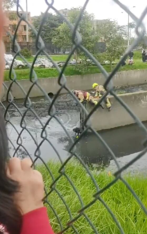 Los bomberos de Bogotá rescataron a un perro que cayó en un canal de aguas  negras en el barrio Garcés Navas.