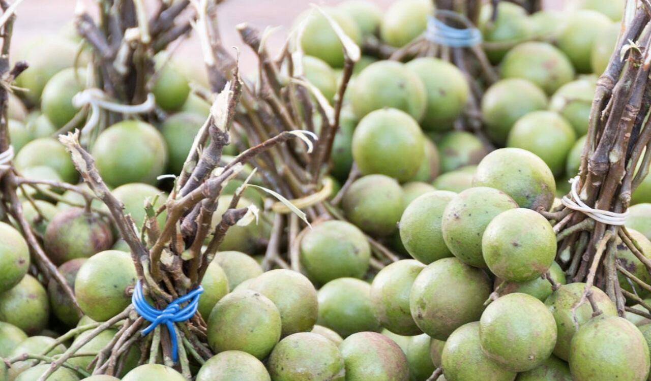 El consumo de mamoncillo trae grandes beneficios al organismo