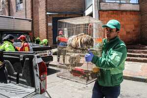 Ave rescatada San Cristóbal
