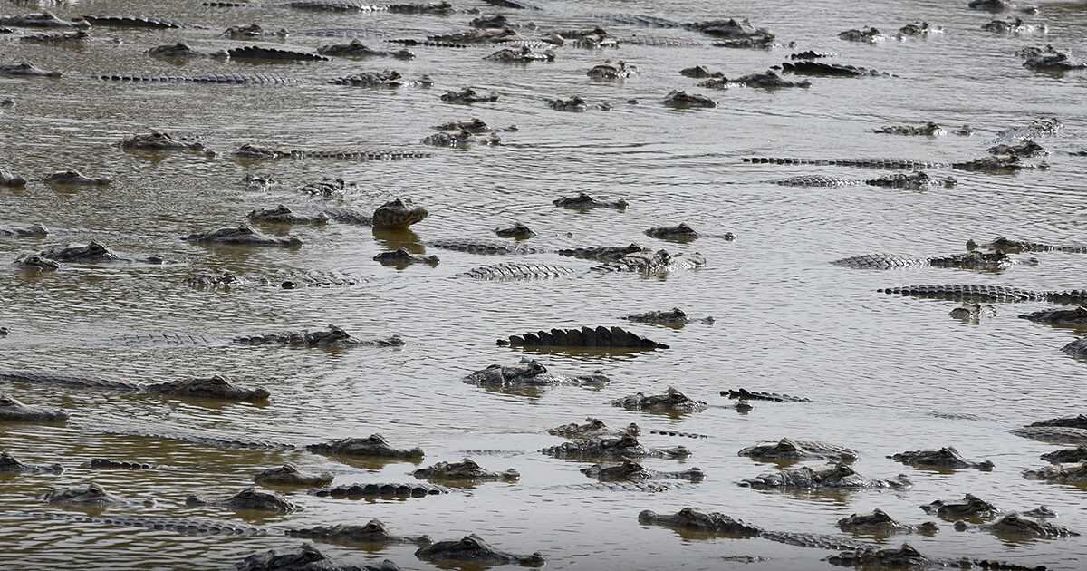 En ocasiones los caimanes se agreden entre sí