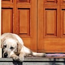 El primer paso para combatir la ansiedad por separación es actuar con naturalidad e indiferencia mientras te preparas para salir, cuando sales y cuando regresas.