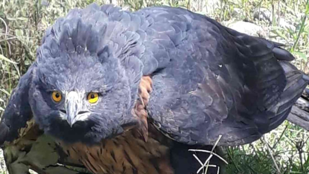 El águila crestada no puede volar. Con varios exámenes, los expertos esperan conocer las causas. Foto: CRQ.
