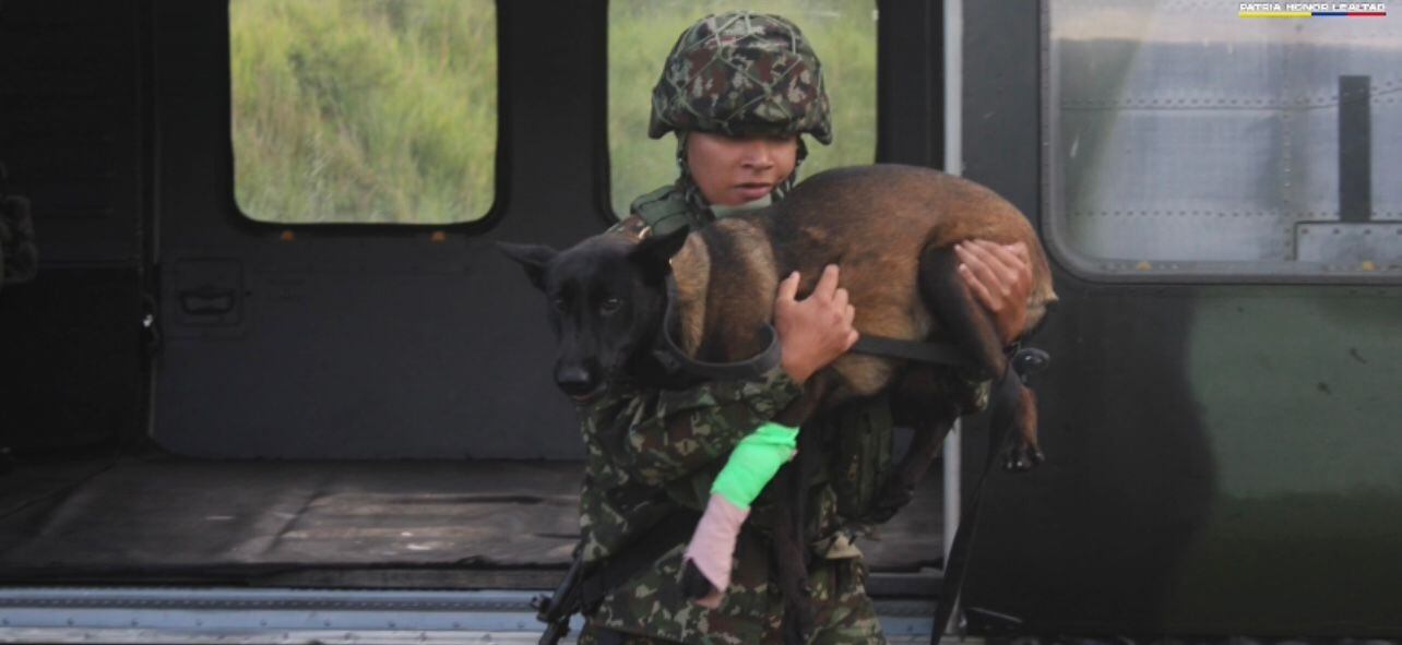 Rescate de Candy, la perrita mordida por una serpiente.
