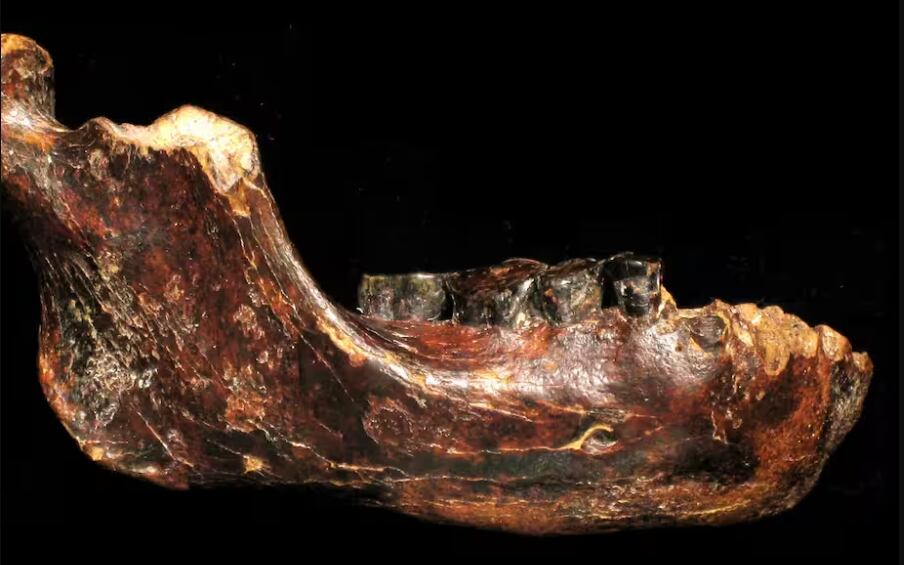 El fósil encontrado en el canal de Penghu podría pertenecer a un linaje humano aún poco conocido.