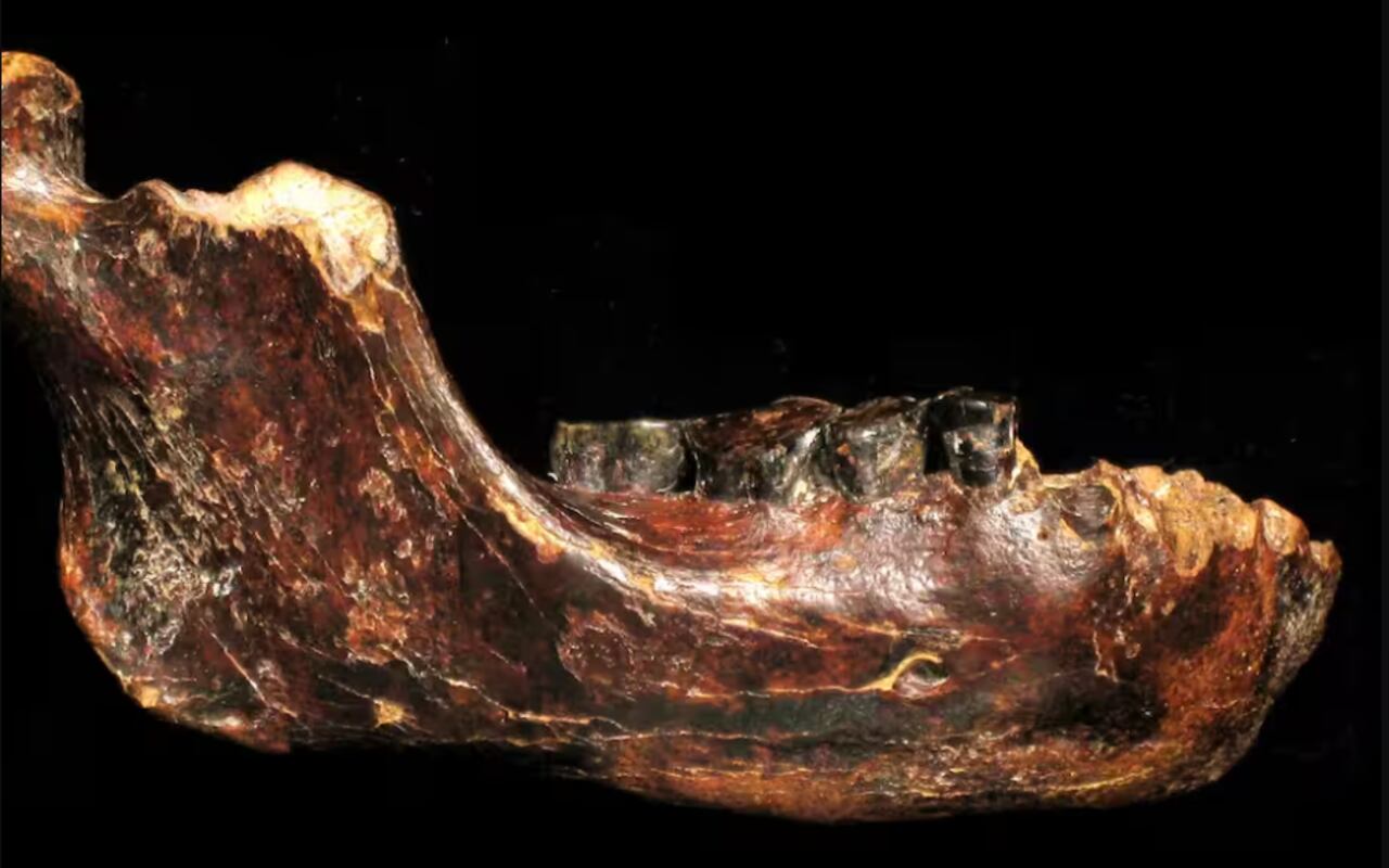 El fósil encontrado en el canal de Penghu podría pertenecer a un linaje humano aún poco conocido.