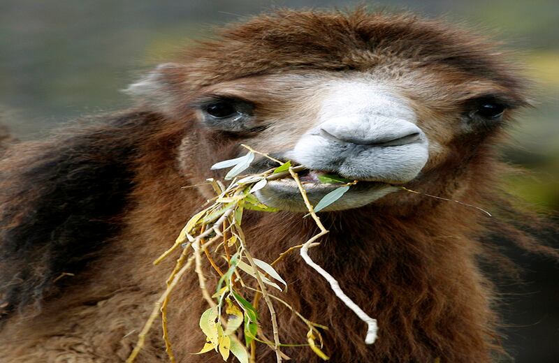 Un camello mastica sauce recién cortado en un zoológico en Krefeld, Alemania. (AP)