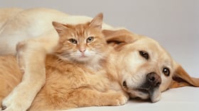Pero y gato