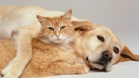 Pero y gato
