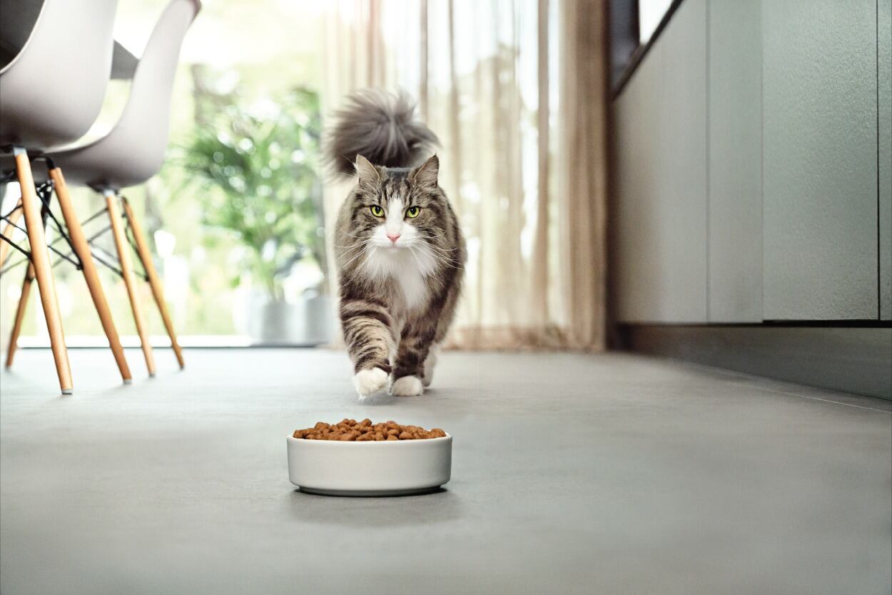 Reconocer las necesidades específicas de perros y gatos permite al tutor entender mejor a su mascota y al veterinario recomendar con exactitud la fórmula apropiada en cada ocasión.