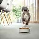 Reconocer las necesidades específicas de perros y gatos permite al tutor entender mejor a su mascota y al veterinario recomendar con exactitud la fórmula apropiada en cada ocasión.