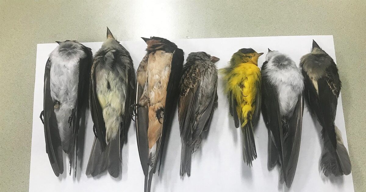 Aves muertas en Nuevo México, EE.UU.