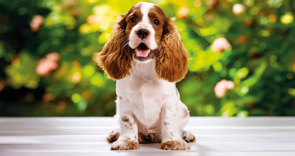 Imagen de referencia.