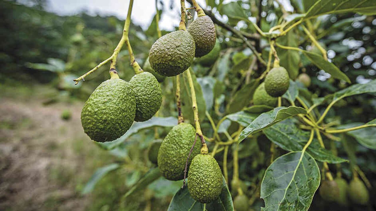 Algunos sectores como el aguacate hass crecen y aumentan su madurez en el mercado. También sobresalen otros como el marañón, que en la Orinoquia tiene sembradas cerca de 4.000 hectáreas.