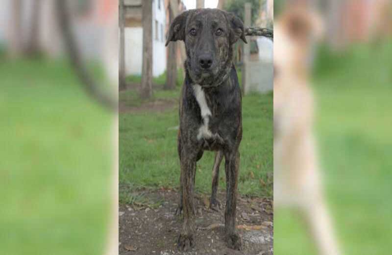 Laica: criolla de 30 meses. Es una perrita joven, muy activa, juguetona, puede convivir con familias que tengan niños por su temperamento amable y confiable. 