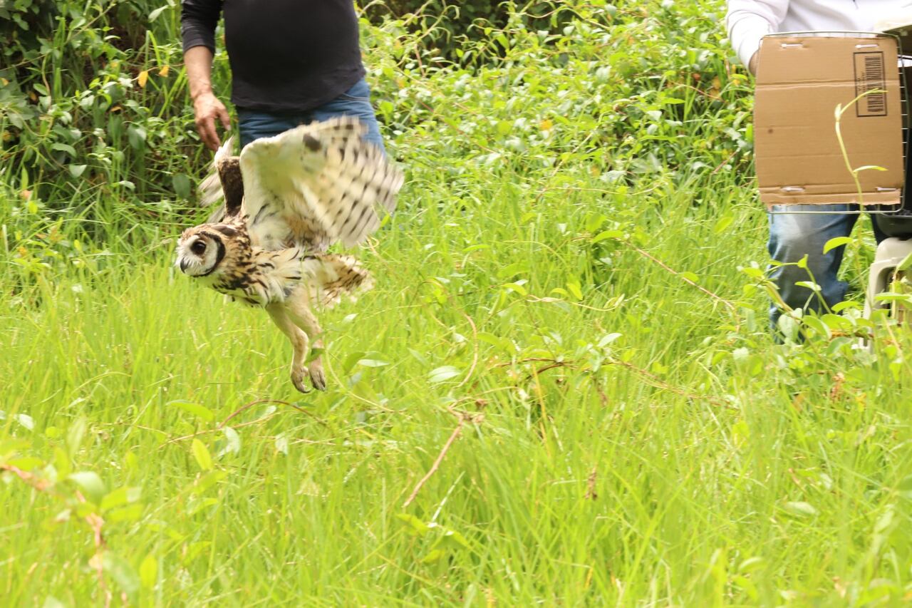 Se liberaron 16 aves de diferentes especies, entre tinguas azules, torcazas, cucos americanos, pirangas, copetones y búhos, entre otros animales.