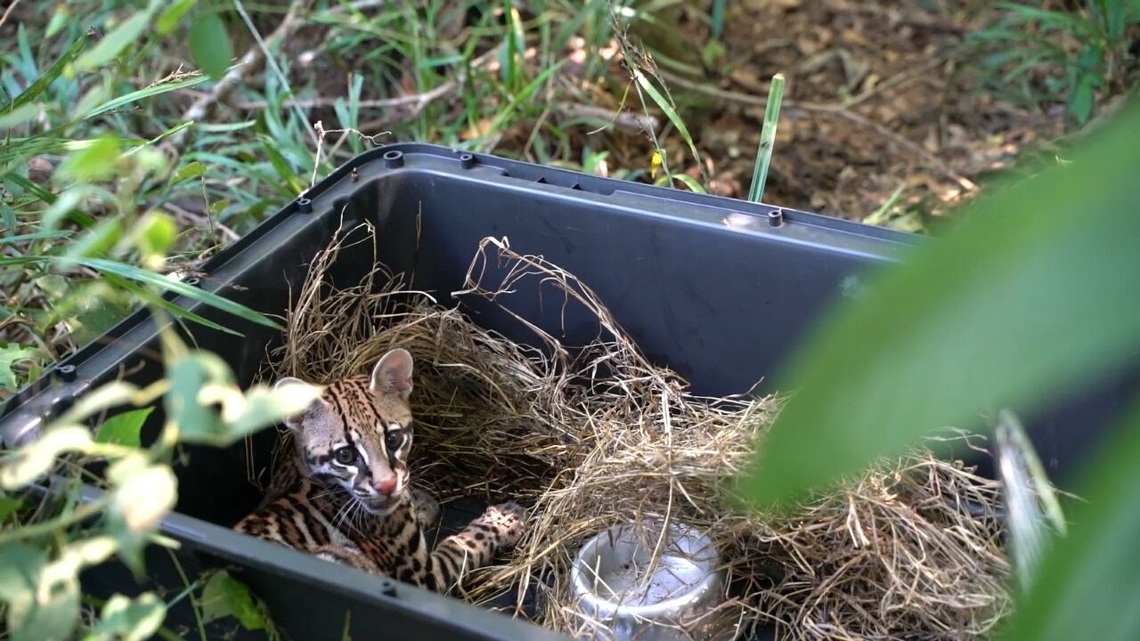 Fauna silvestre liberada en Antioquia. (Ocelote)