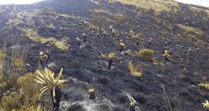 El incendio comenzó el miércoles en Arboledas (Norte de Santander) y avanzó rápidamente hasta llegar a Suratá (Sanatnder). Foto: Juan Jacobo Lozano (@jacobolozano)