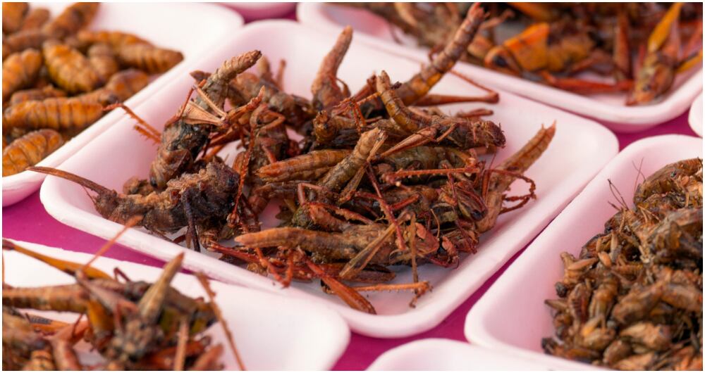 Saltamontes (Grylloides sigillatus), plato de referencia