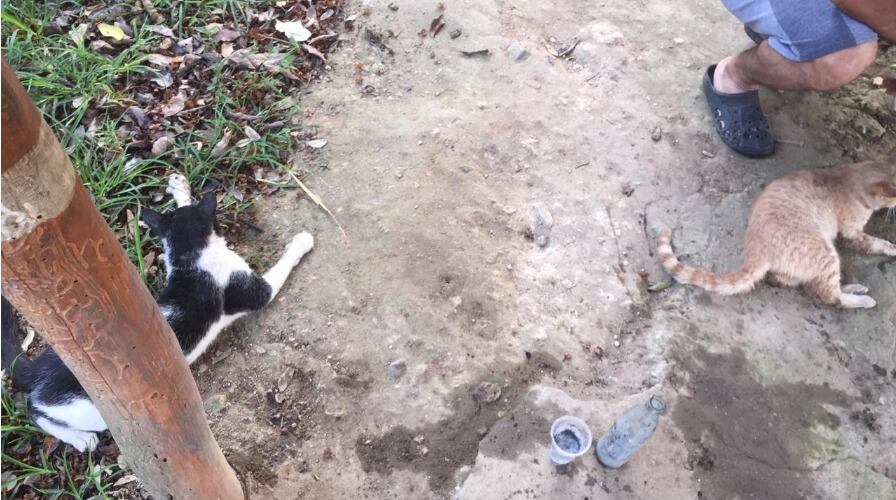 Así fueron encontrados los gatos.