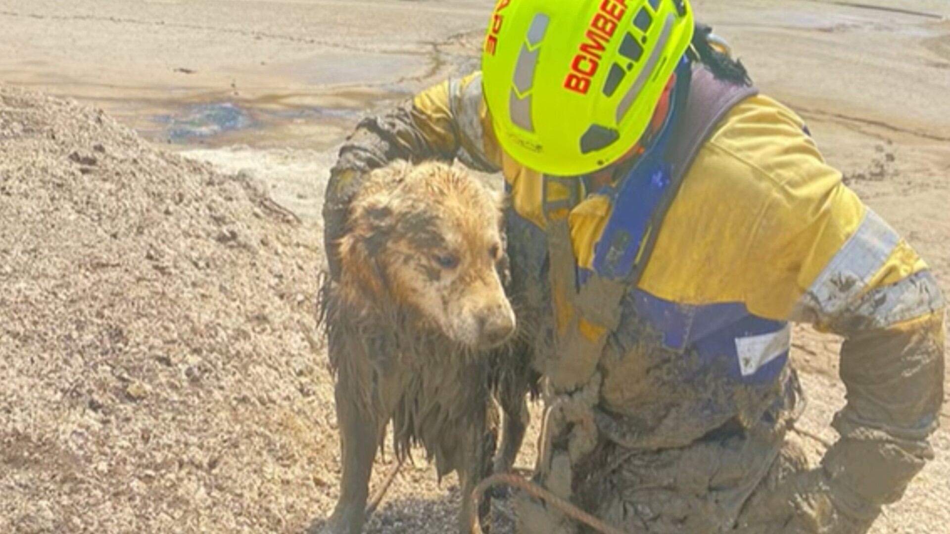 El cuerpo de bomberos de Guatapé rescató a un canino en el embalse.