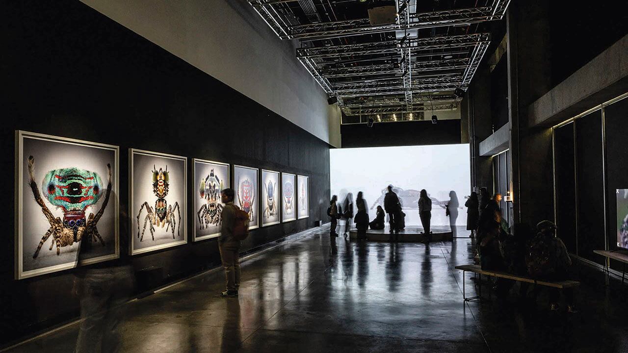 María Fernanda Cardoso exhibió en Arañas del paraíso una muestra que dejó perplejos a sus públicos en la Cinemateca.