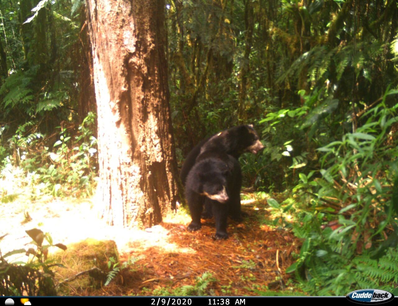 En Huila reportan primer registro de apareamiento de Osos de Anteojos a nivel mundial