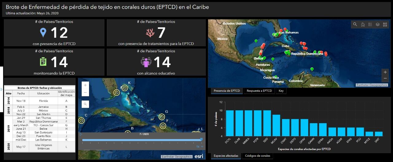Brote de Enfermedad de pérdida de tejido en corales duros (EPTCD) en el Caribe. Cortesía de Coralina.