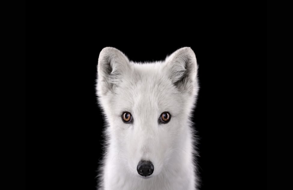 La blancura de la piel del zorro del Ártico resalta en el estudio muchísimo más que en su gélido hábitat natural. 
