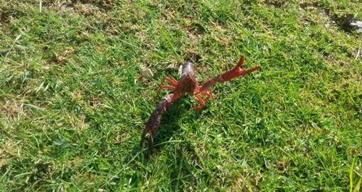 Langostas californianas