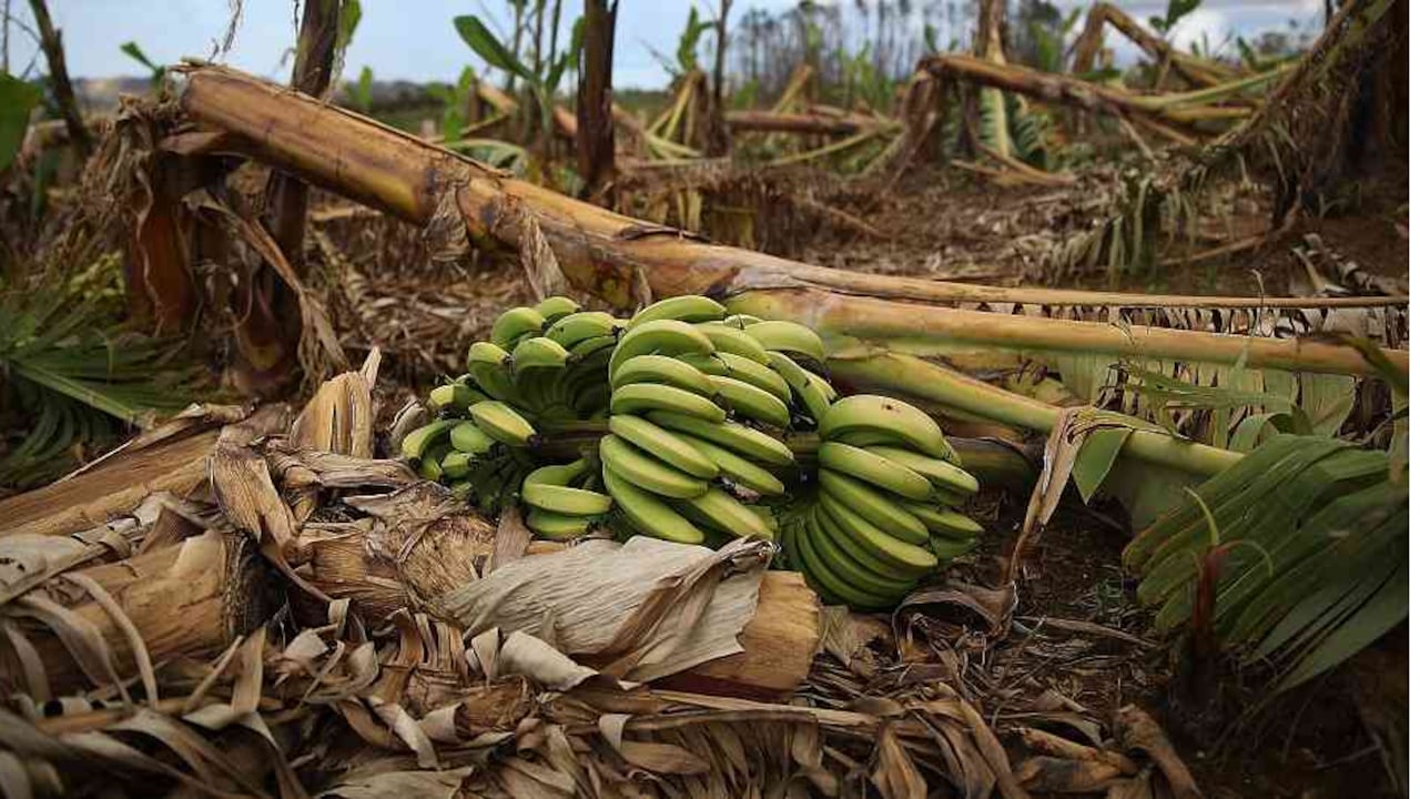 Residuos de plátano son utilizados para la elaboración de empaques. Foto: Getty