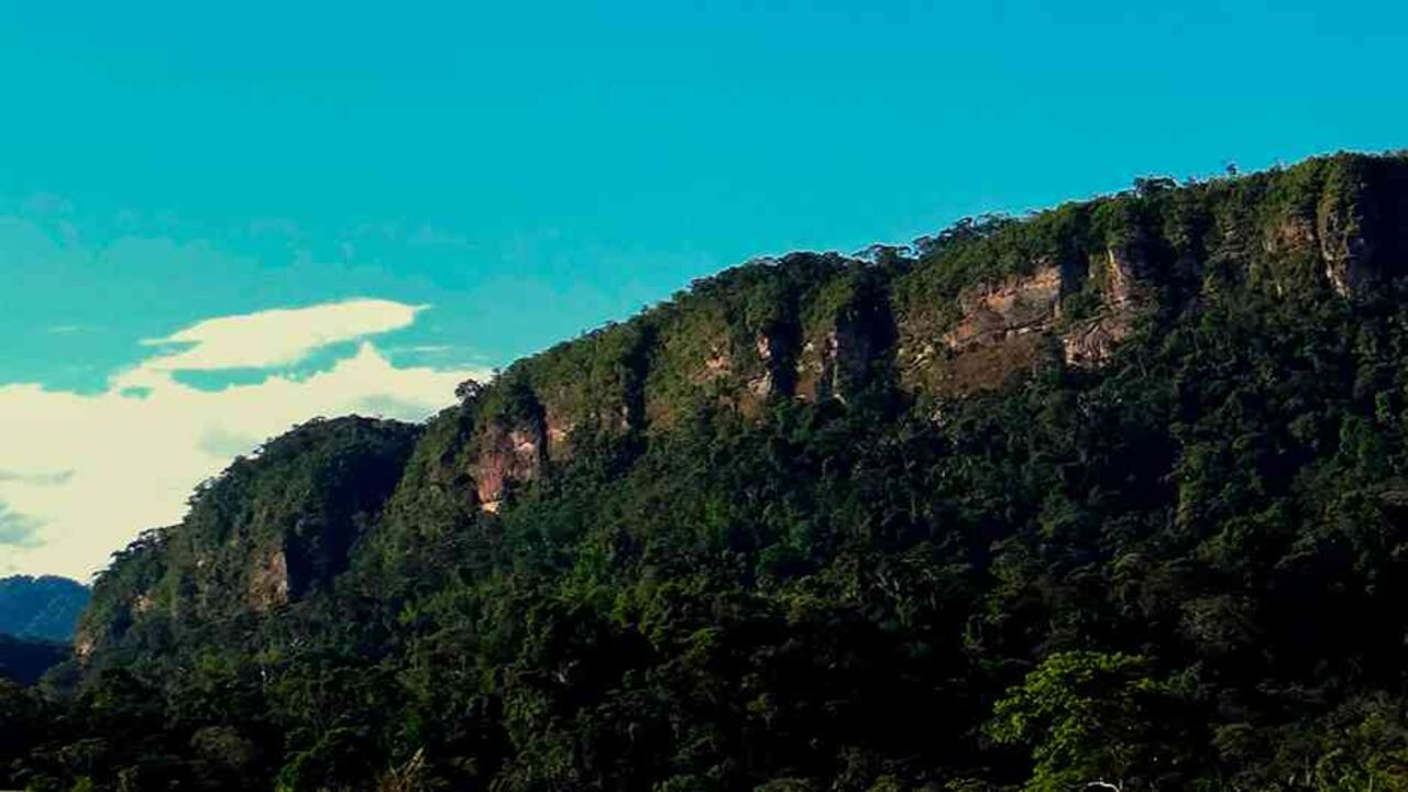 Las áreas protegidas están siendo seriamente afectadas por la deforestación.