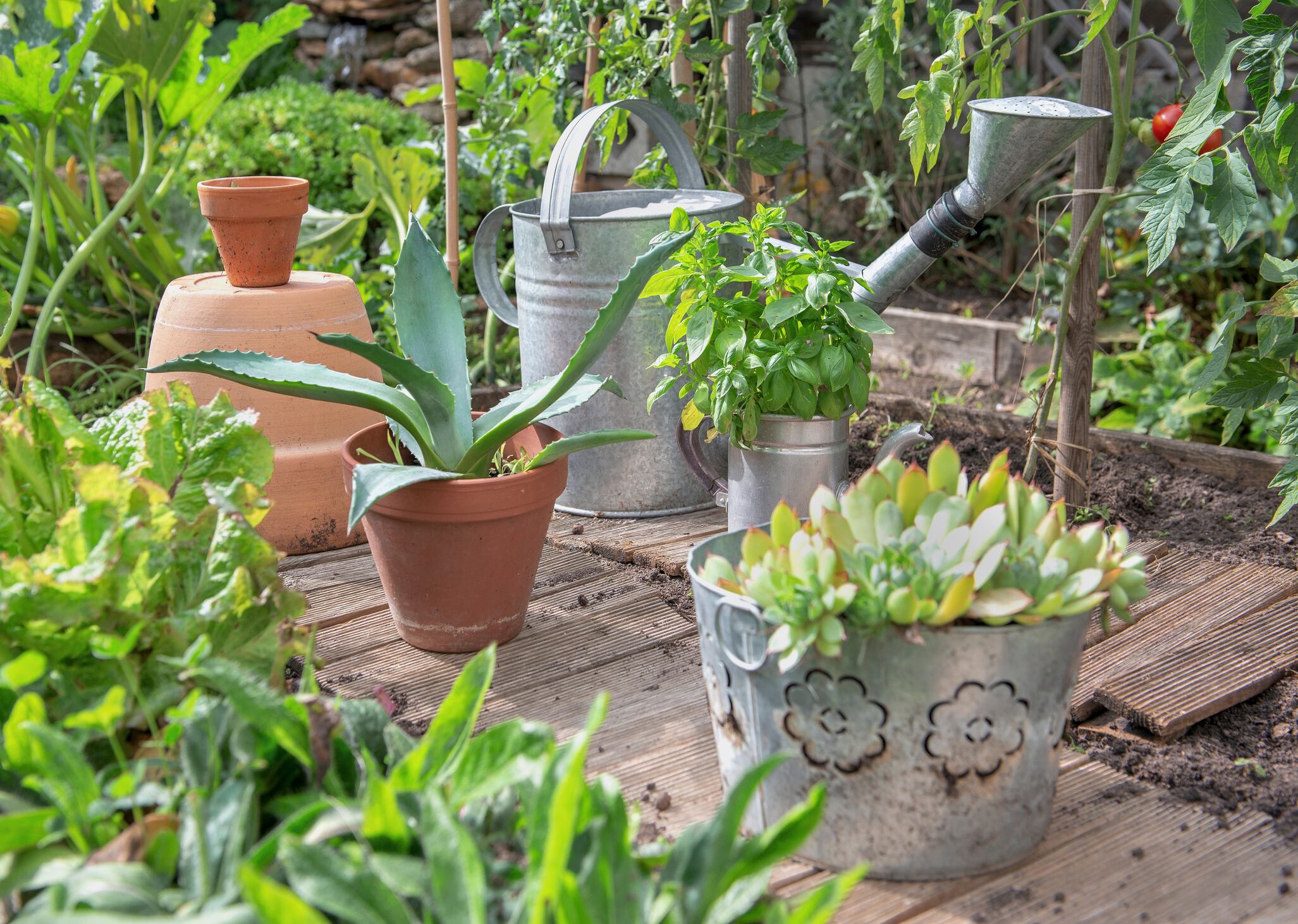 Descubra cómo puede incorporar estas opciones de bajo mantenimiento en su diseño de interiores y exteriores para crear un ambiente acogedor y fresco.